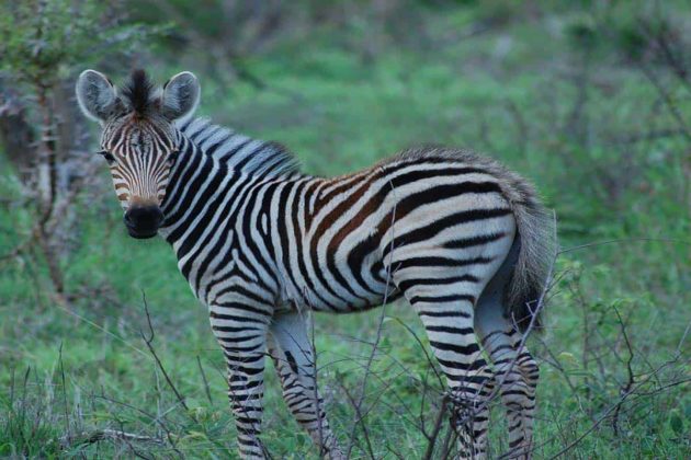 Can You Ride A Zebra Like A Horse? - Maine News Online