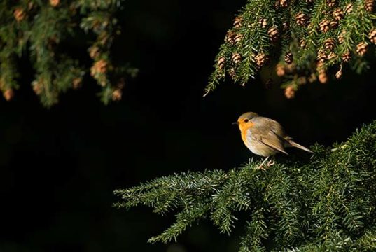 Why Do Birds Chirp At Night? - Maine News Online