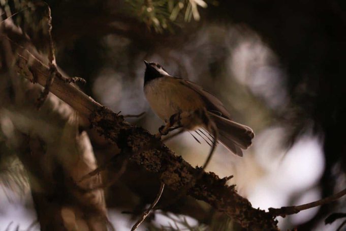 Why Do Birds Chirp At Night? - Maine News Online