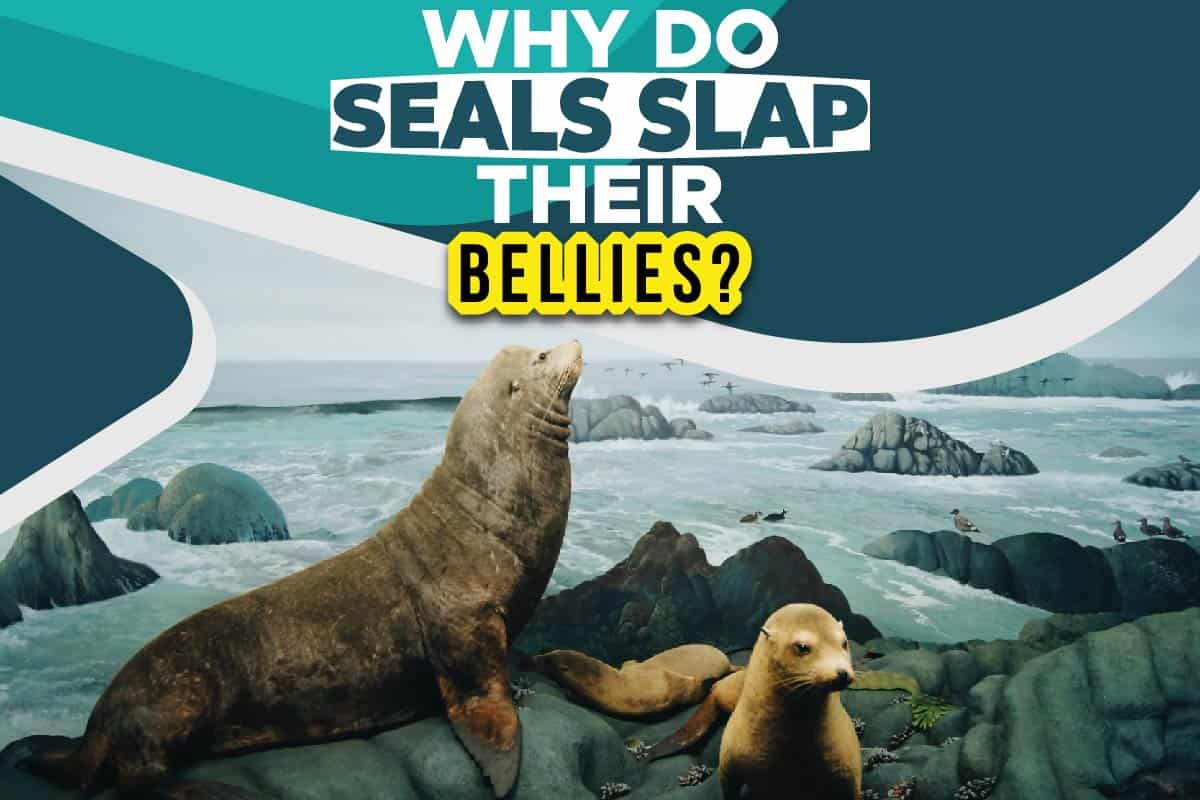 Why Do Seals Slap Their Bellies? - Maine News Online